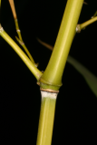 Phyllostachys bissettii RCP04-06 (187).jpg